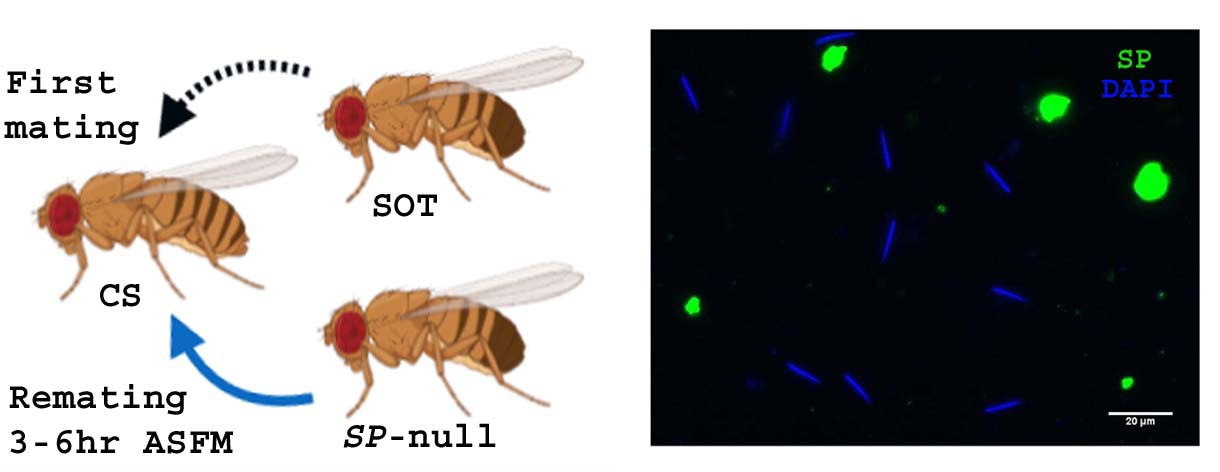 Figures And Data In Drosophila Seminal Sex Peptide Associates With 