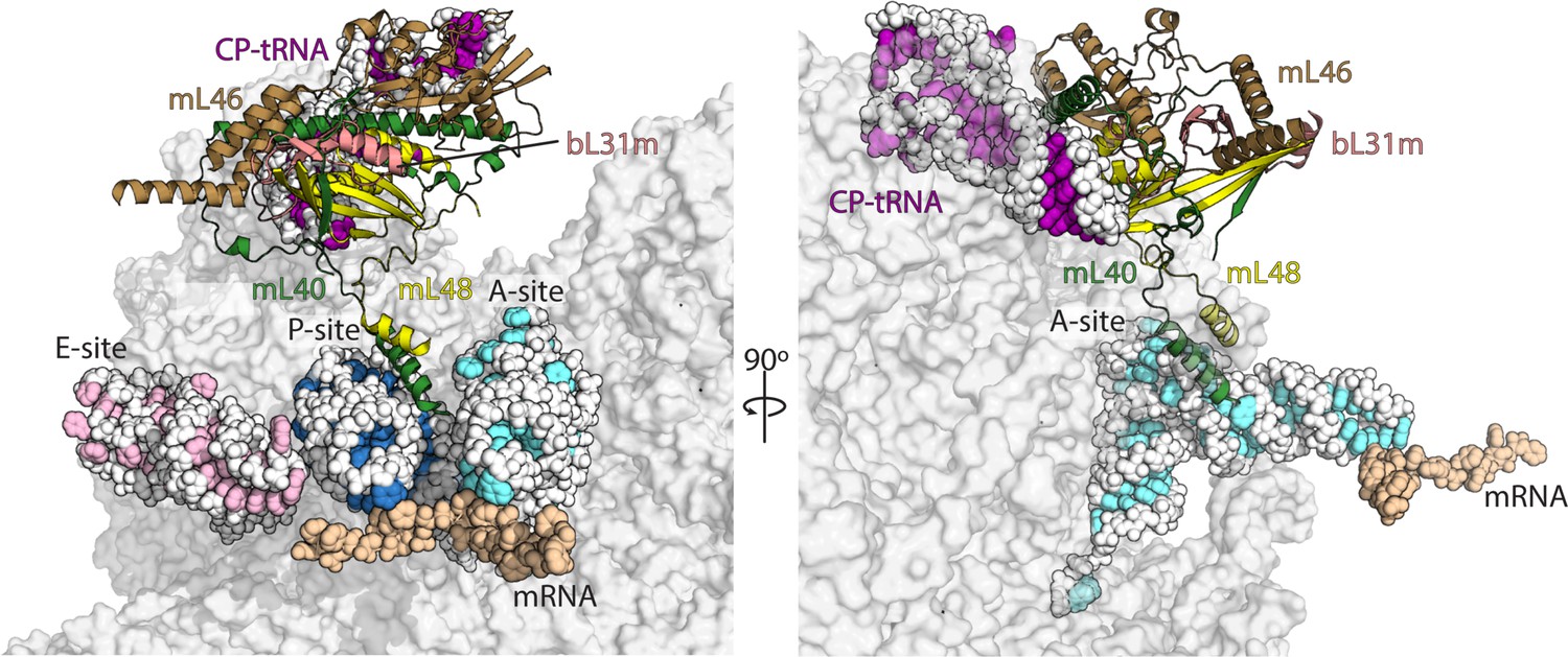 Structural Basis Of Mitochondrial Translation ELife