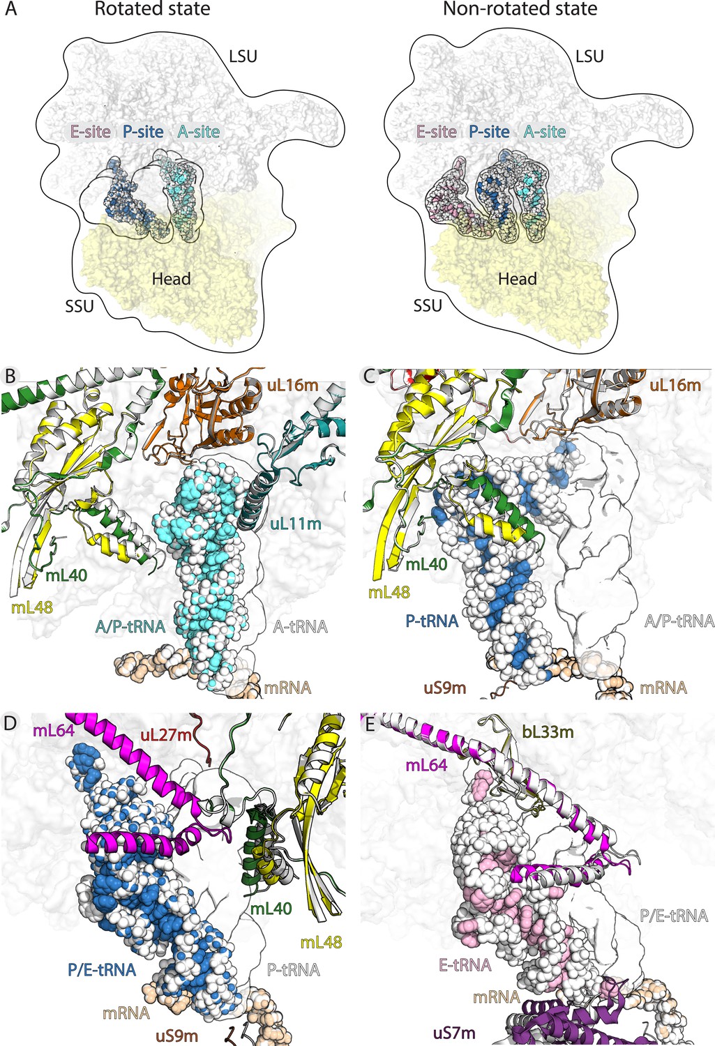 Structural Basis Of Mitochondrial Translation ELife