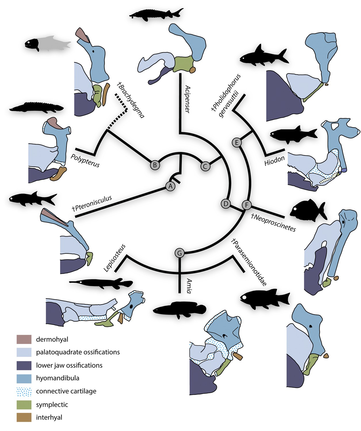 Simplified phylogeny with hypothetical steps in pectoral girdle