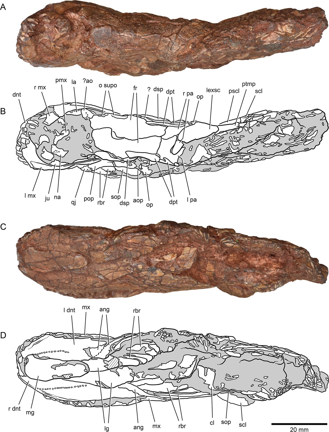 A Permian fish reveals widespread distribution of neopterygian