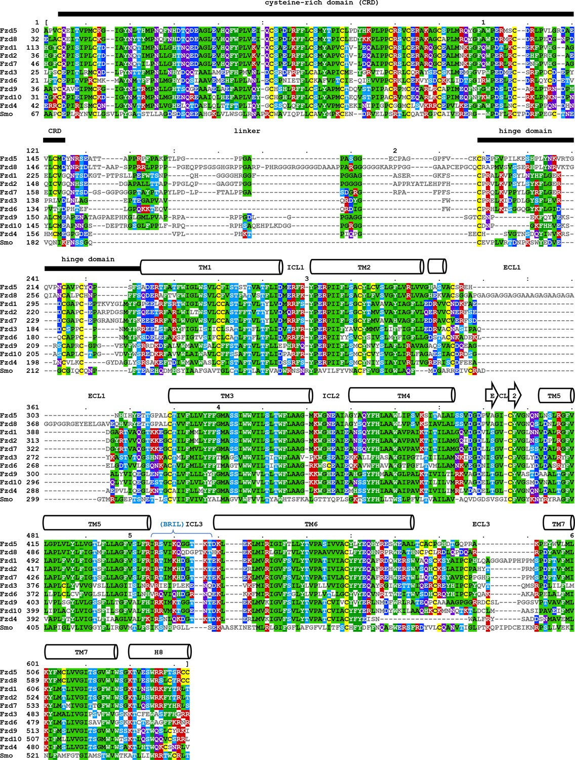 Structure Of Human Frizzled5 By Fiducial Assisted Cryo Em Supports A Heterodimeric Mechanism Of Canonical Wnt Signaling Elife