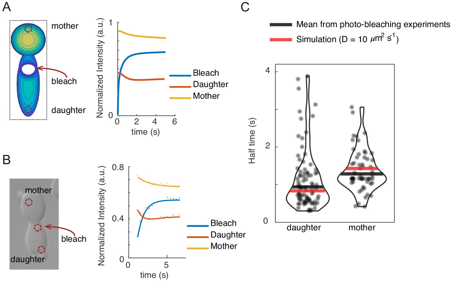 How Cells Determine The Number Of Polarity Sites Elife