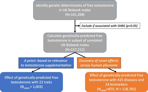 Effects of lifelong testosterone exposure on health and disease using ...
