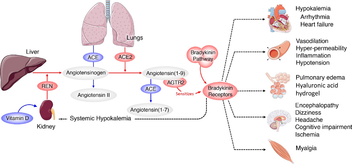 A mechanistic model and therapeutic interventions for COVID-19 ...