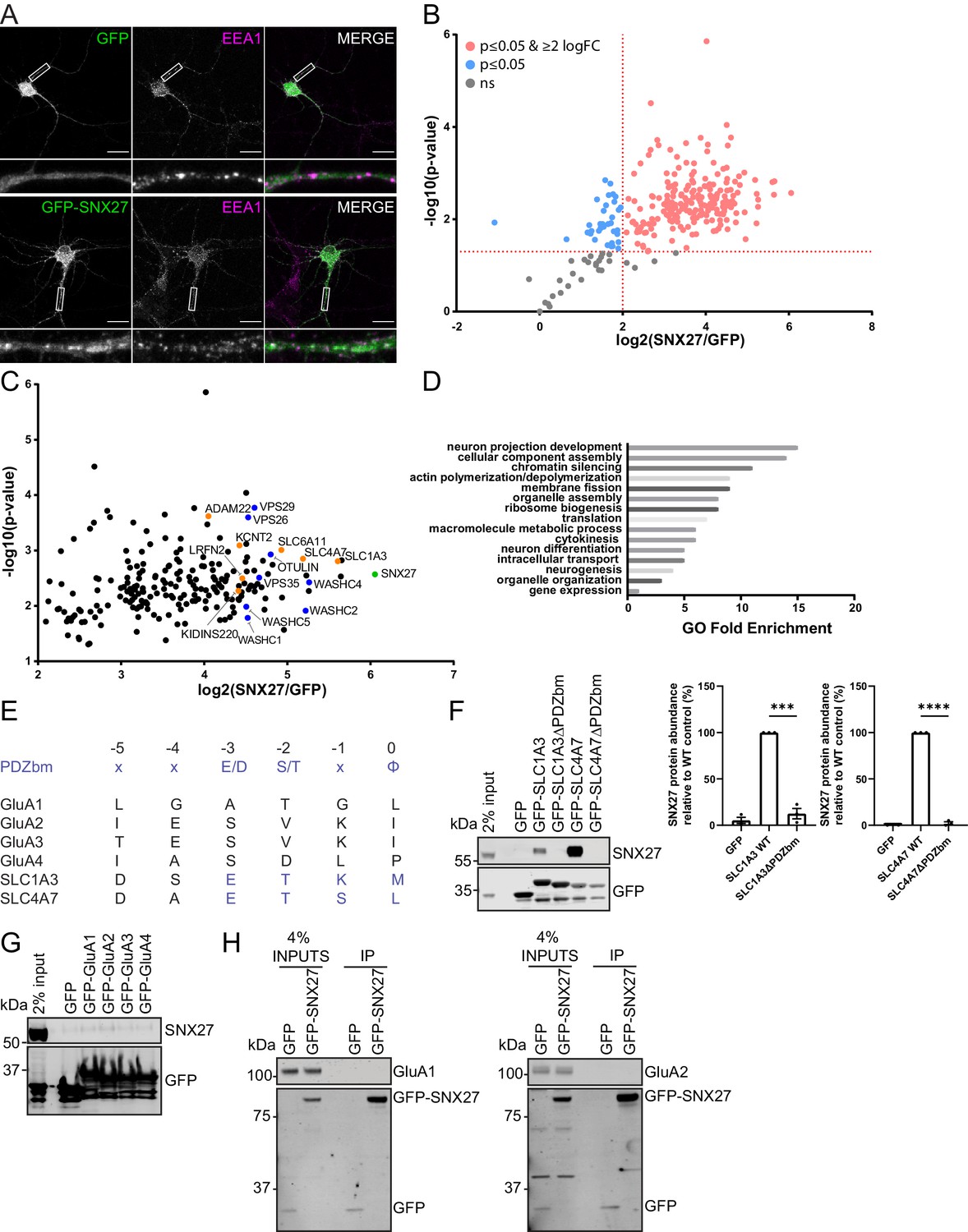 Figures And Data In Sorting Nexin 27 Regulates AMPA Receptor