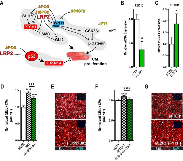 Patient-specific genomics and cross-species functional analysis ...