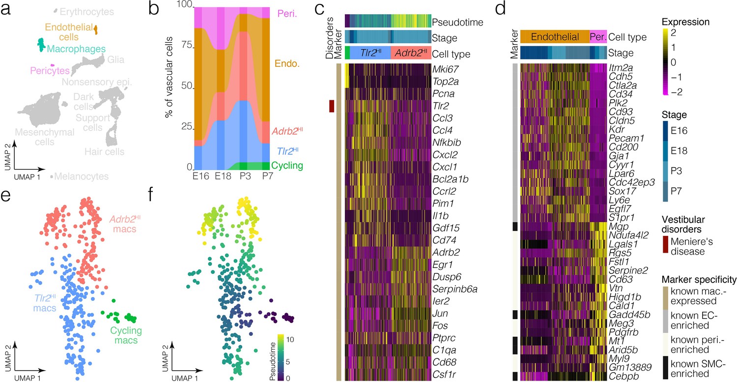 Novel Cell Types And Developmental Lineages Revealed By Single Cell Rna