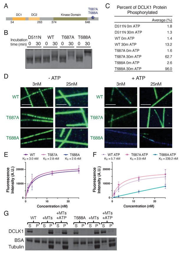 Figures And Data In Autoregulatory Control Of Microtubule Binding In ...