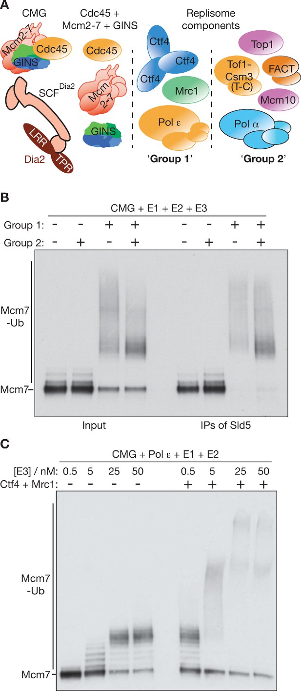 figures-and-data-in-cmg-helicase-disassembly-is-controlled-by-replication-fork-dna-replisome