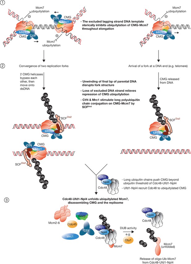 CMG helicase disassembly is controlled by replication fork DNA ...