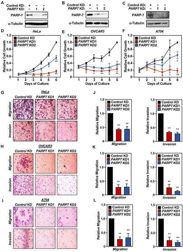 Figures and data in identification of parp 7 substrates reveals a role