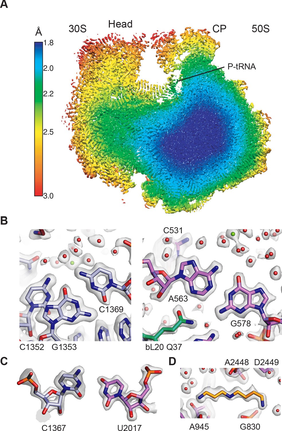 Structure Of The Bacterial Ribosome At 2 Å Resolution | ELife