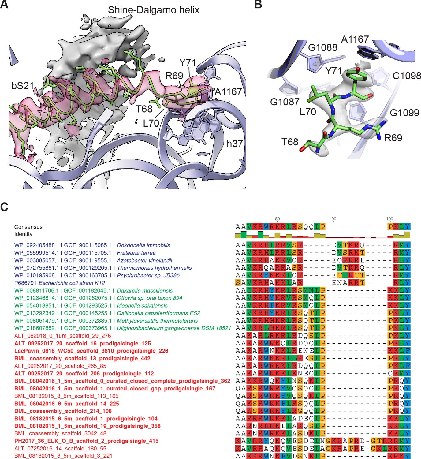 Structure of the bacterial ribosome at 2 Å resolution | eLife