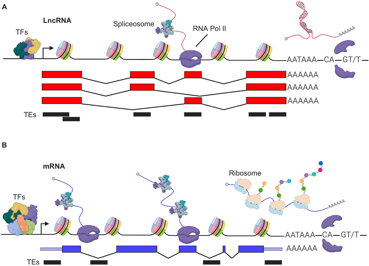 Beyond The RNA-dependent Function Of LncRNA Genes | ELife