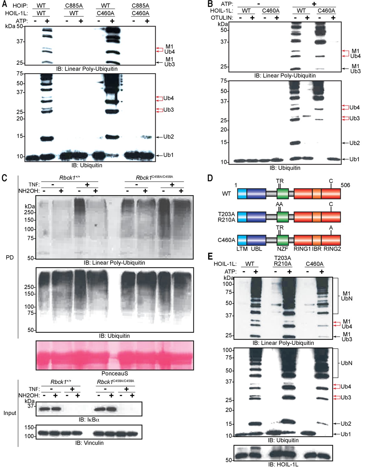 The linear ubiquitin chain assembly complex (LUBAC) generates ...