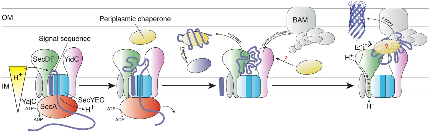 Inter-membrane association of the Sec and BAM translocons for bacterial ...