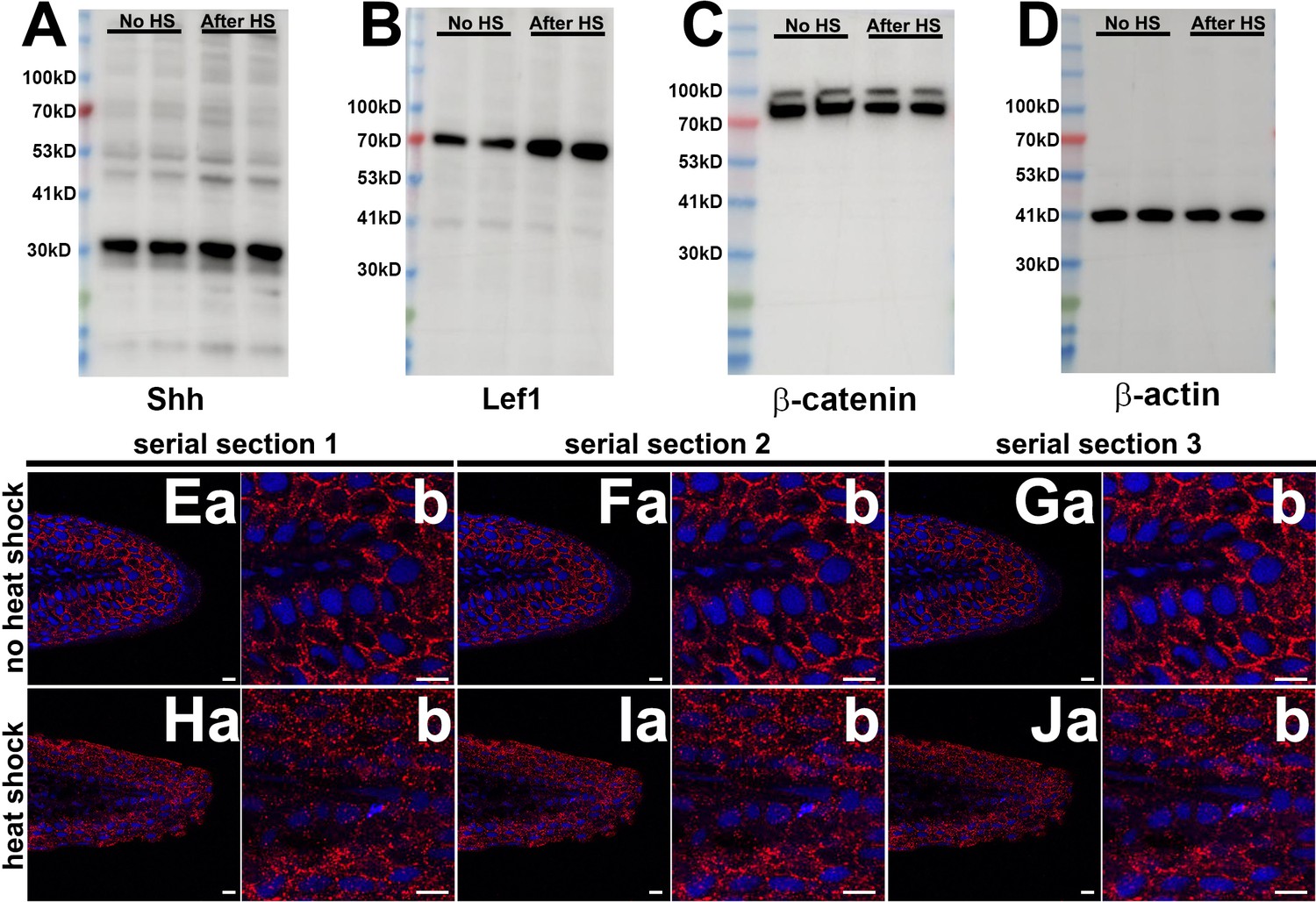 Figures And Data In A Calcineurin Mediated Scaling Mechanism That