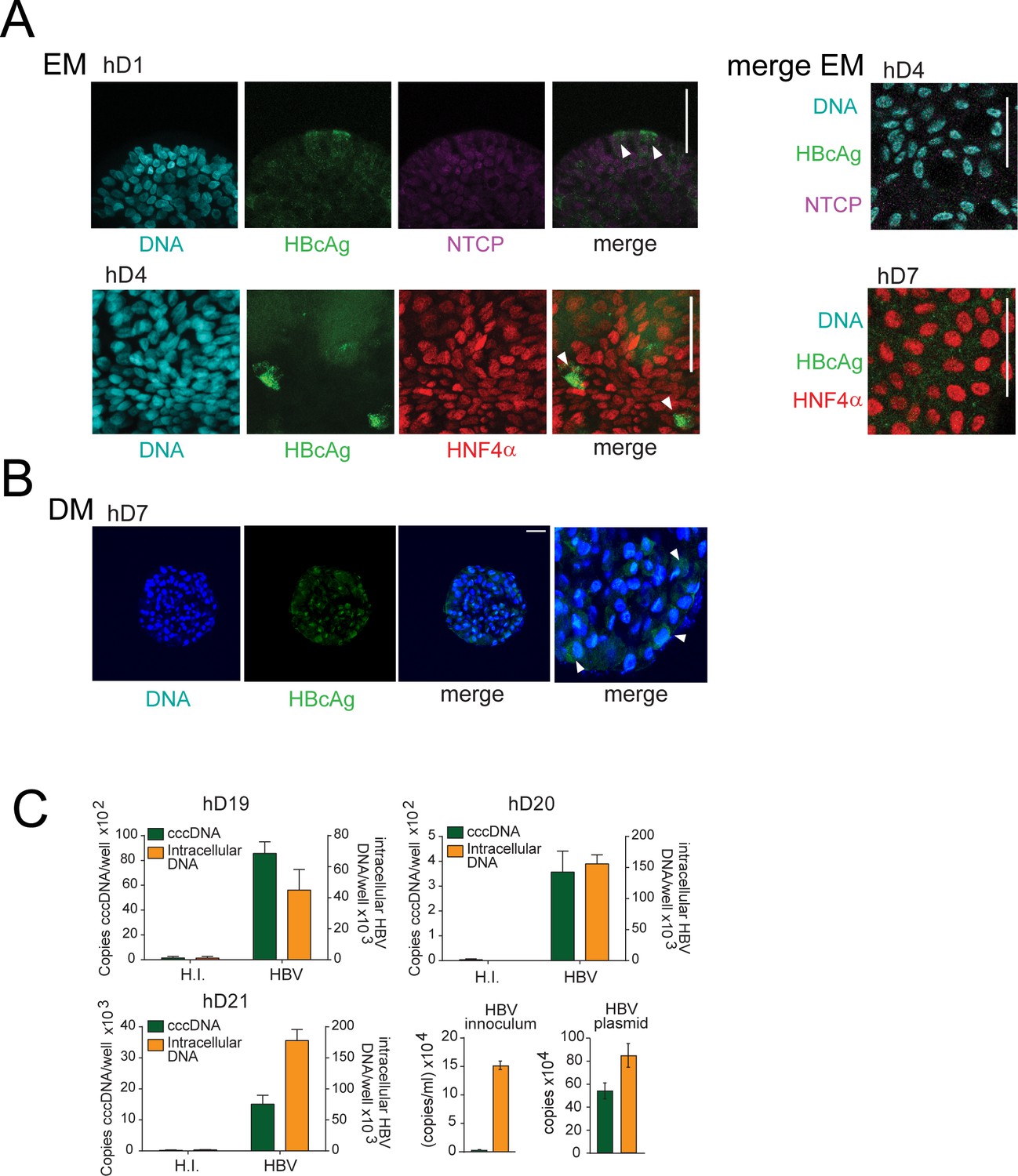 Figures And Data In Application Of Human Liver Organoids As A Patient