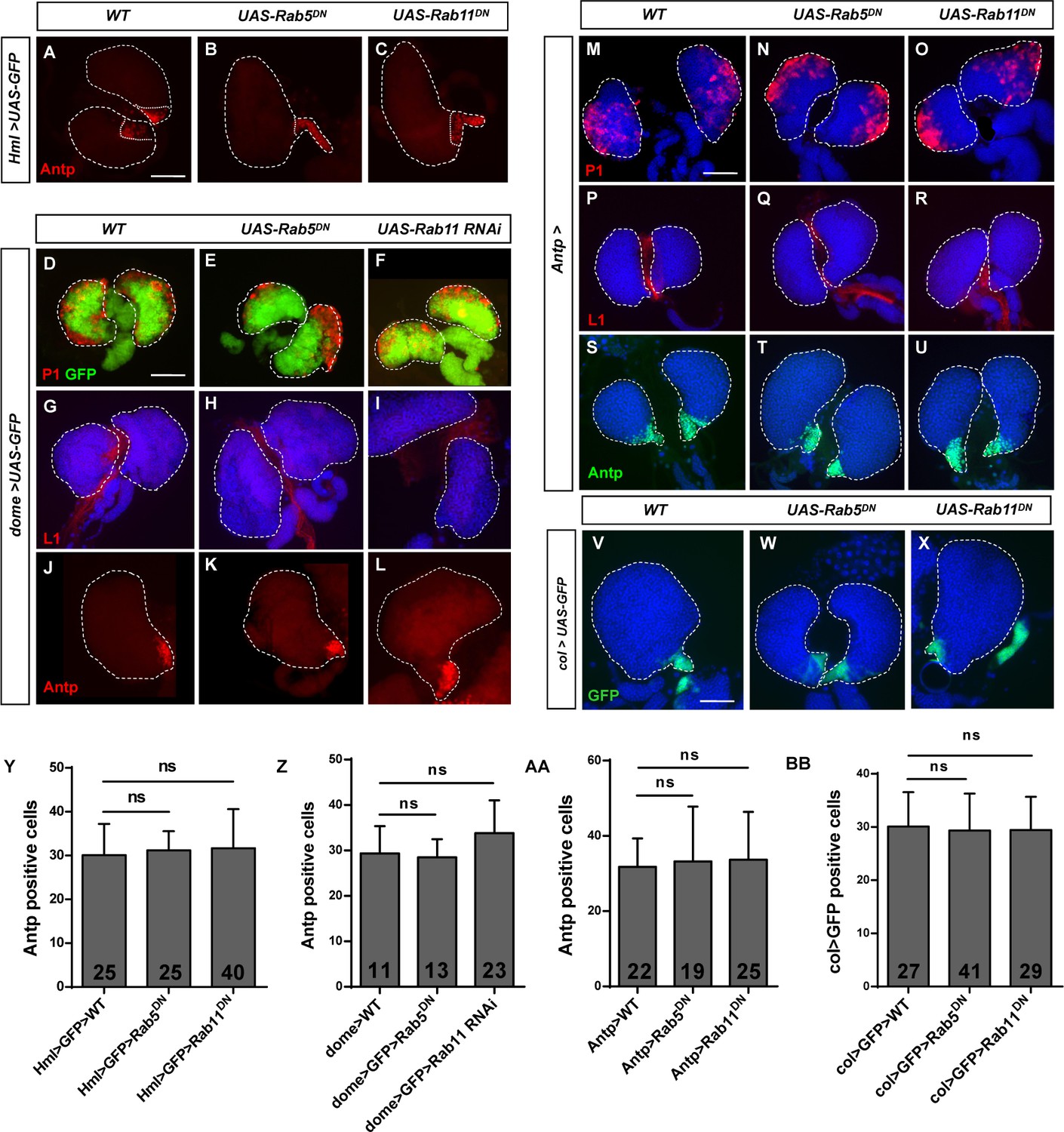 Figures and data in Rab5 and Rab11 maintain hematopoietic homeostasis ...