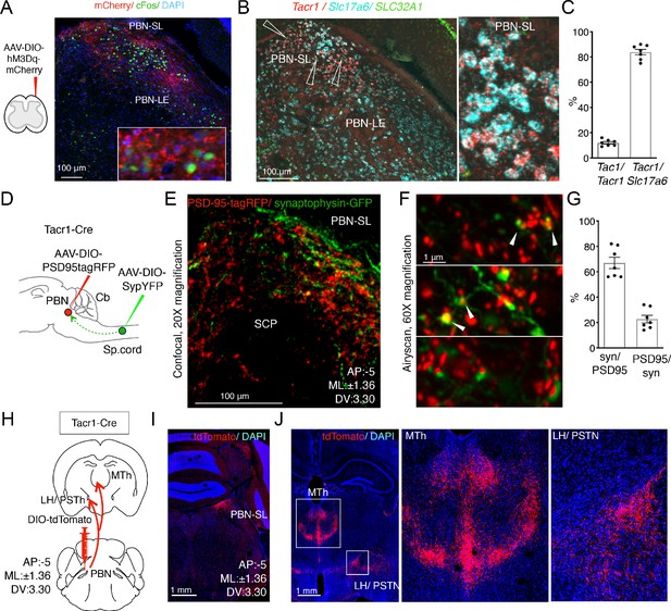 Figures and data in A spinoparabrachial circuit defined by Tacr1 ...