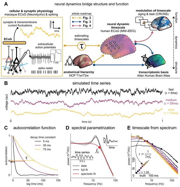 Figures And Data In Neuronal Timescales Are Functionally Dynamic And ...