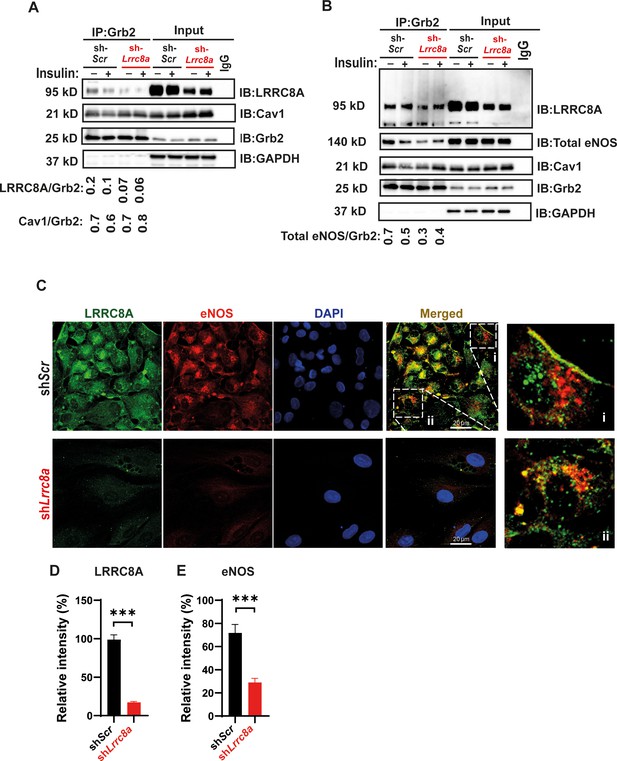 Figures And Data In The Swell1 Lrrc8 Complex Regulates Endothelial Akt Enos Signaling And 5161