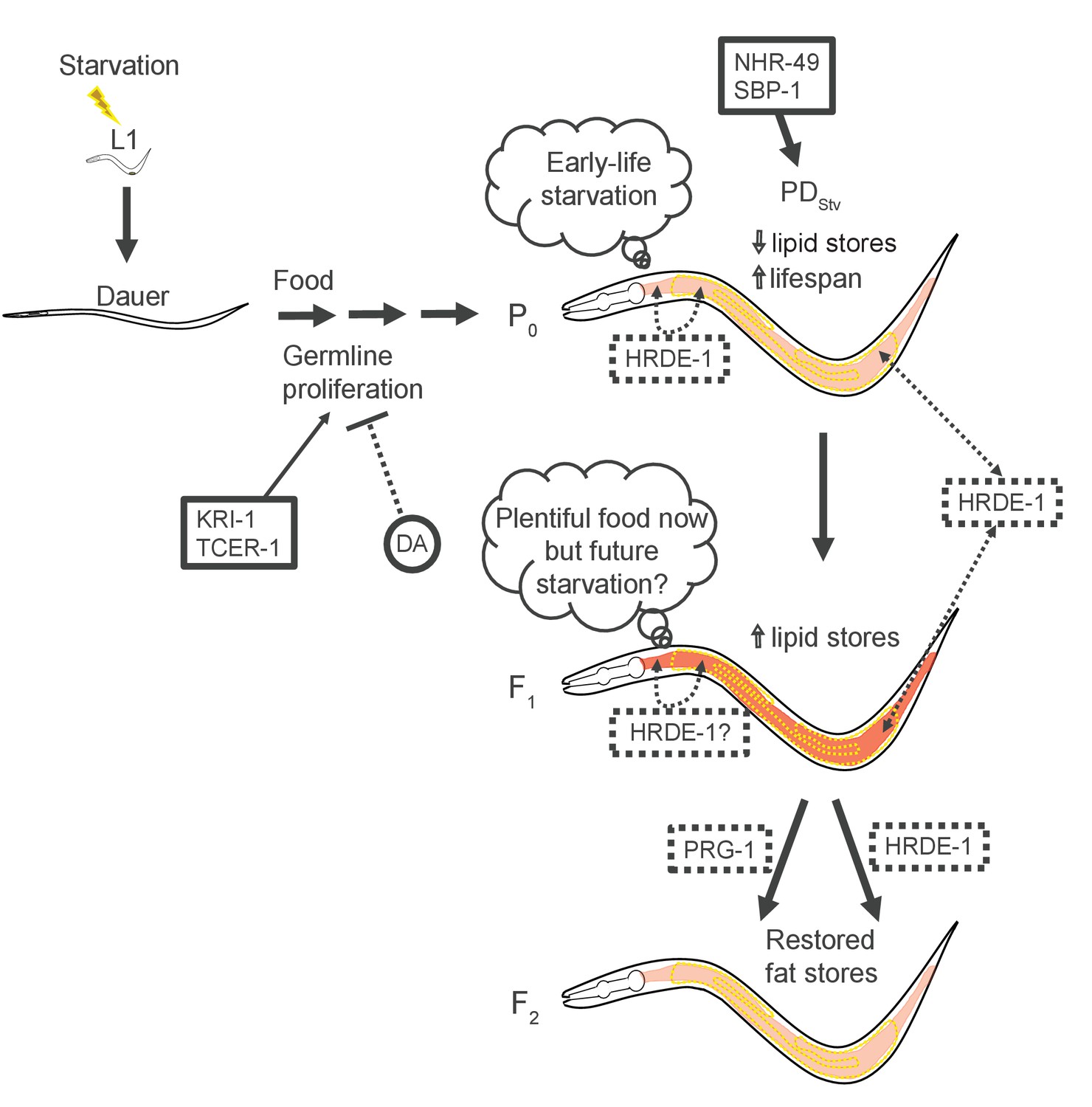 Figures And Data In Somatic Aging Pathways Regulate Reproductive Plasticity In Caenorhabditis