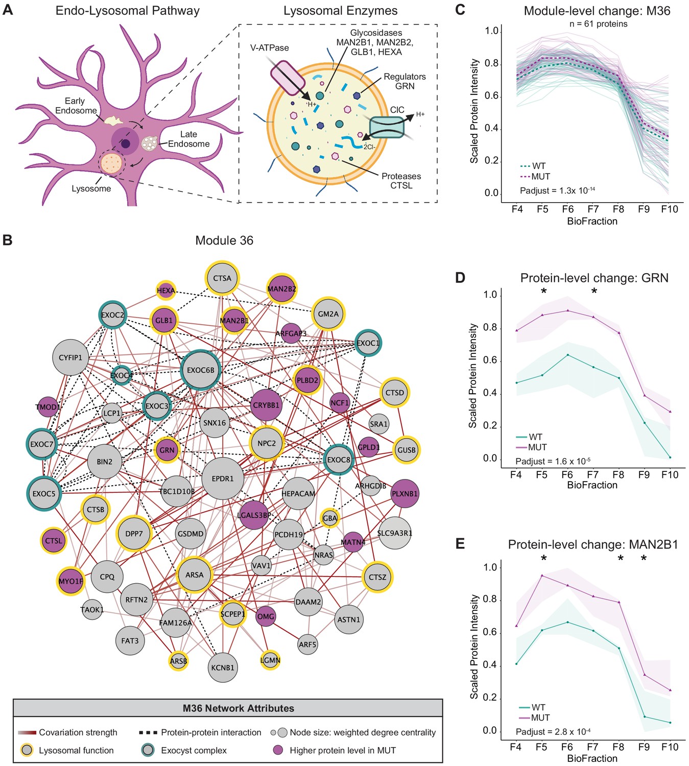 Genetic disruption of WASHC4 drives endo-lysosomal dysfunction and