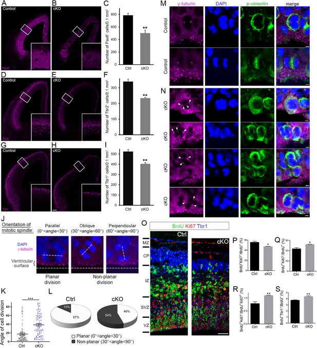 Figures And Data In Diaph3 Deficiency Links Microtubules To Mitotic