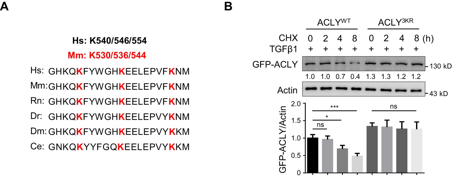 Figures And Data In Acly Ubiquitination By Cul Klhl Induces The