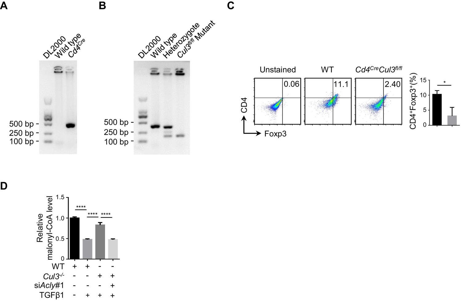 Figures And Data In Acly Ubiquitination By Cul Klhl Induces The