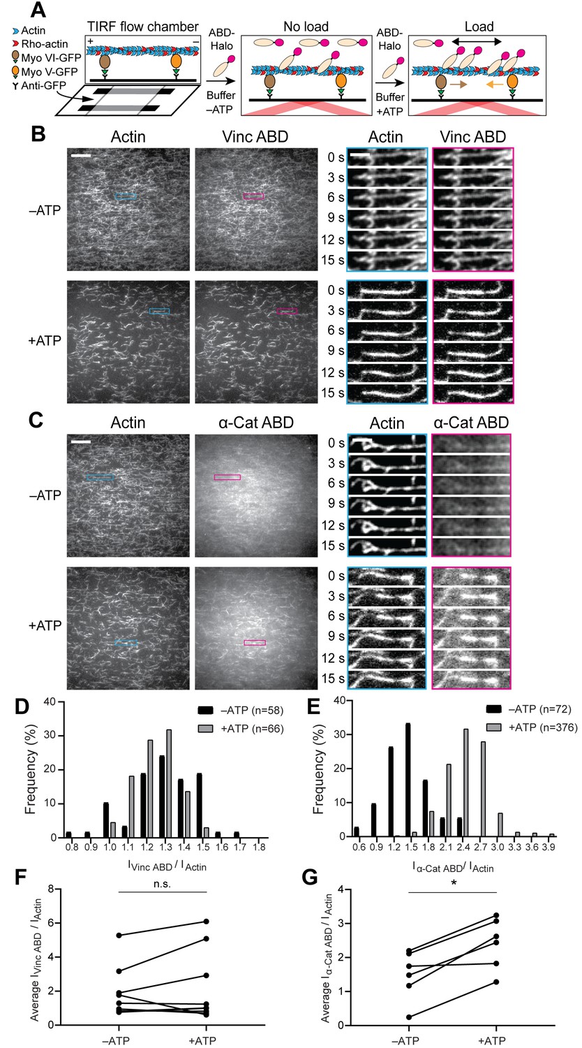 Molecular Mechanism For Direct Actin Force Sensing By A Catenin Elife