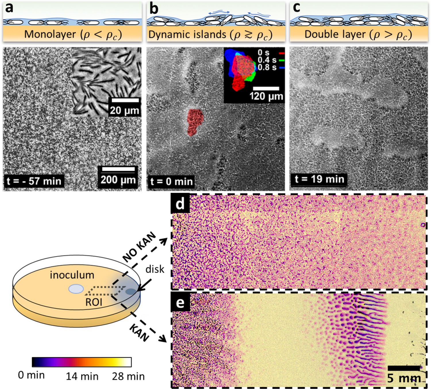 Swarming Bacteria Undergo Localized Dynamic Phase Transition To Form ...