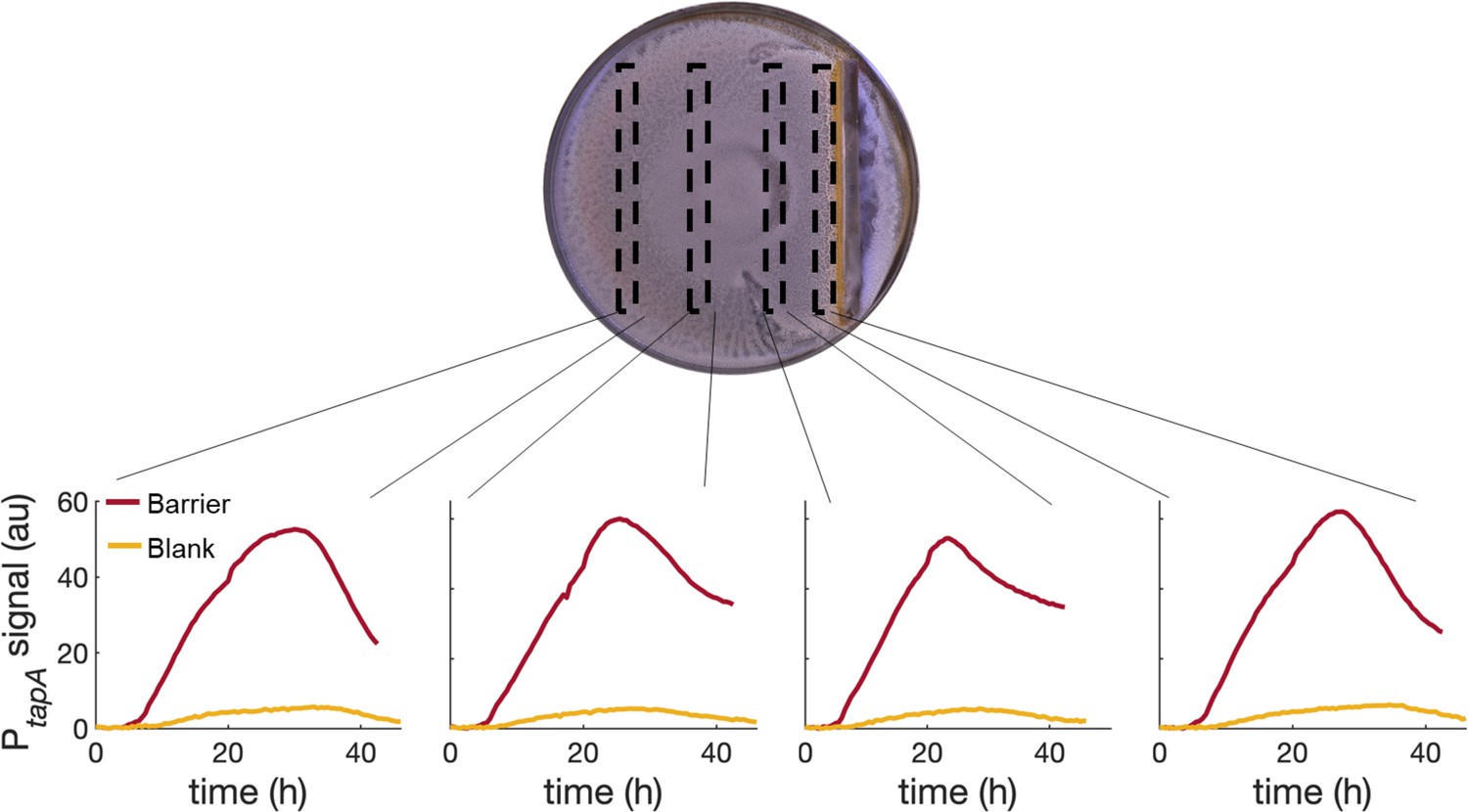 Figures And Data In Swarming Bacteria Undergo Localized Dynamic Phase ...