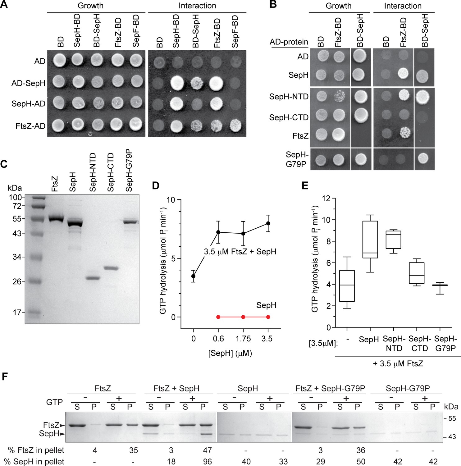 A Conserved Cell Division Protein Directly Regulates Ftsz Dynamics In