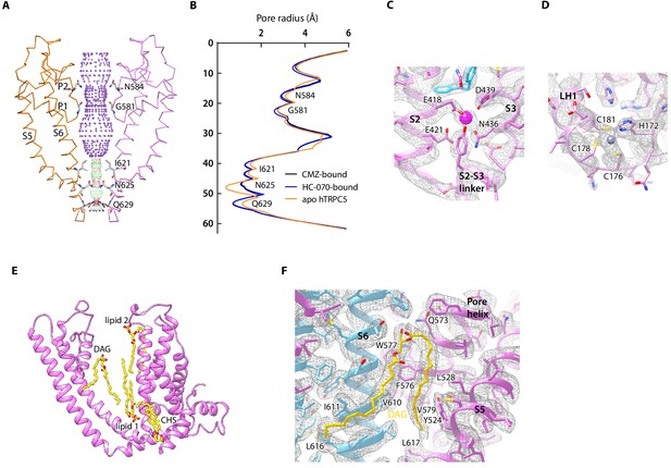 Structural Basis For Human TRPC5 Channel Inhibition By Two Distinct ...