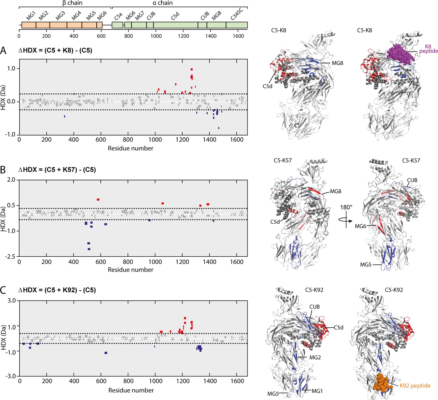 The Allosteric Modulation Of Complement C5 By Knob Domain Peptides Elife