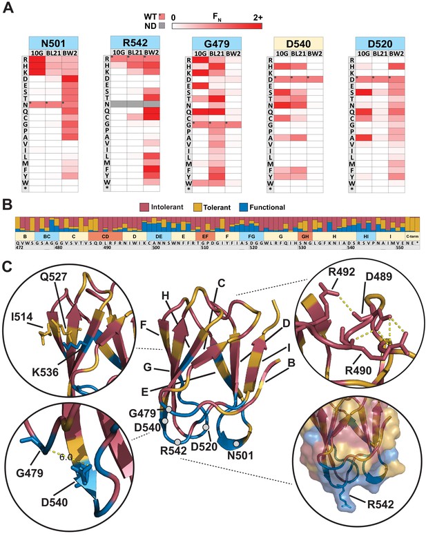 Figures And Data In Mapping The Functional Landscape Of The Receptor Binding Domain Of T7 Bacteriophage By Deep Mutational Scanning Elife