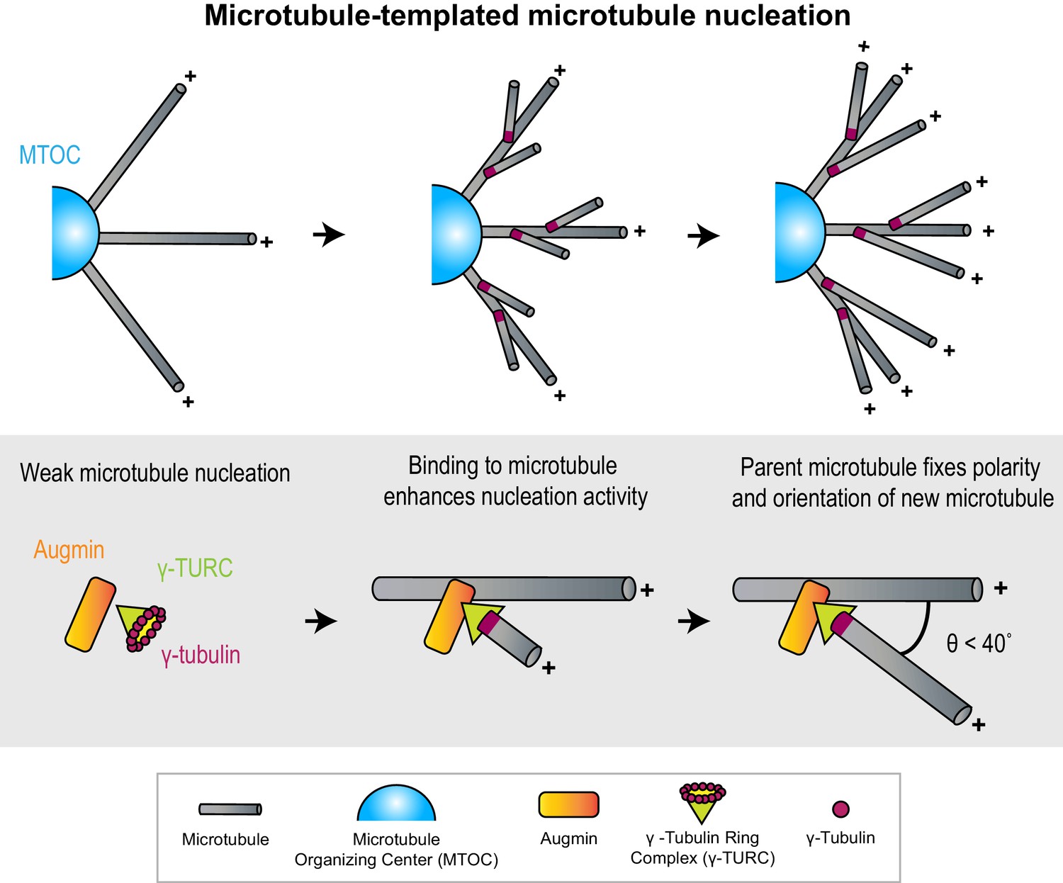 Micron Scale Geometrical Features Of Microtubules As Regulators Of