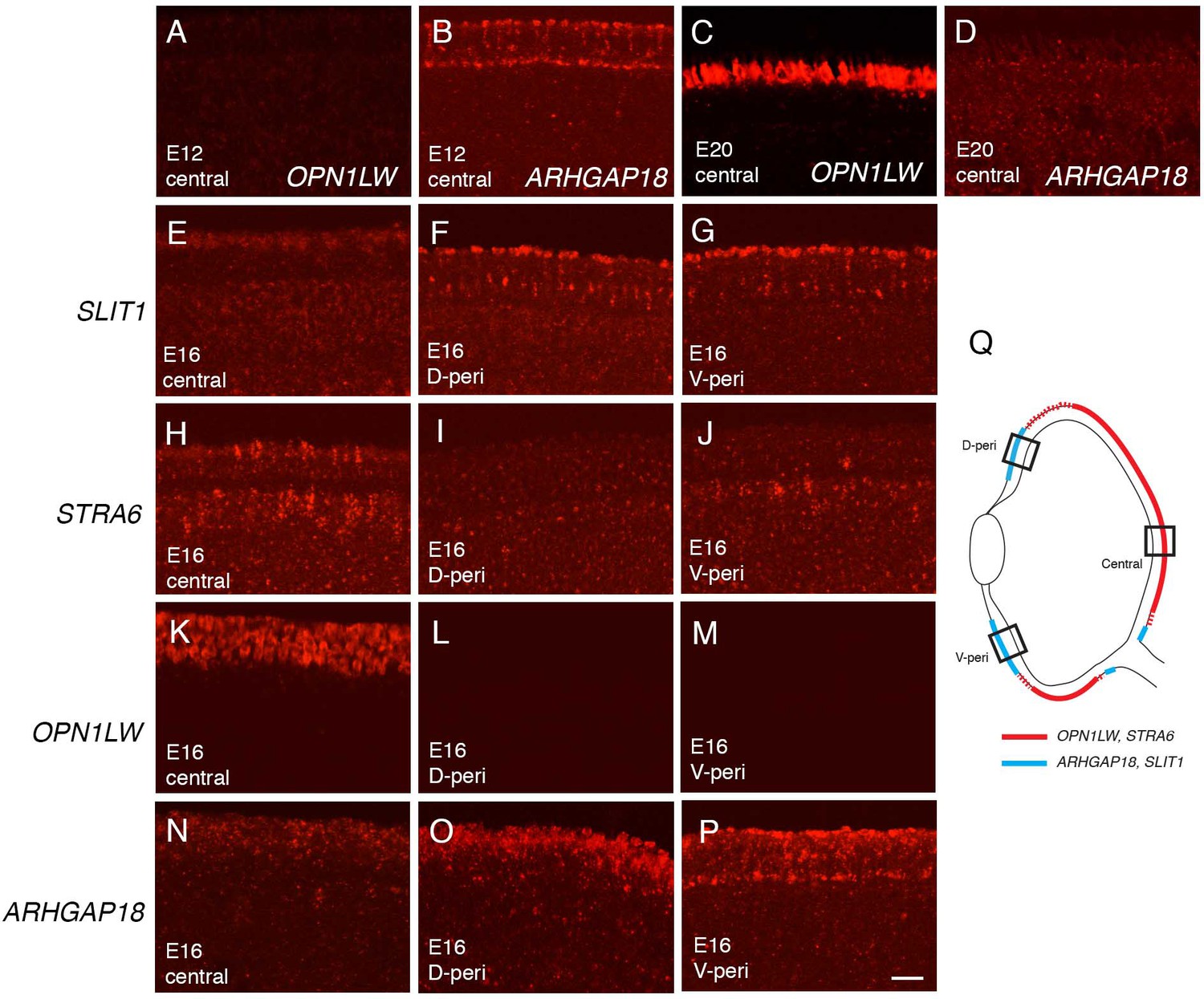 A Cell Atlas Of The Chick Retina Based On Single Cell Transcriptomics Elife