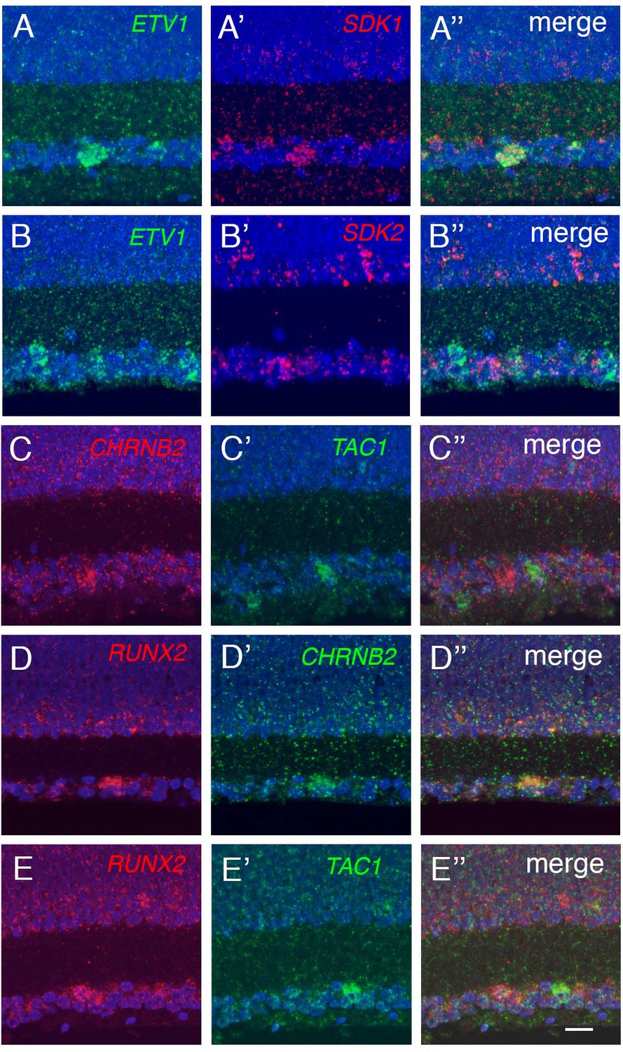 A Cell Atlas Of The Chick Retina Based On Single Cell Transcriptomics Elife