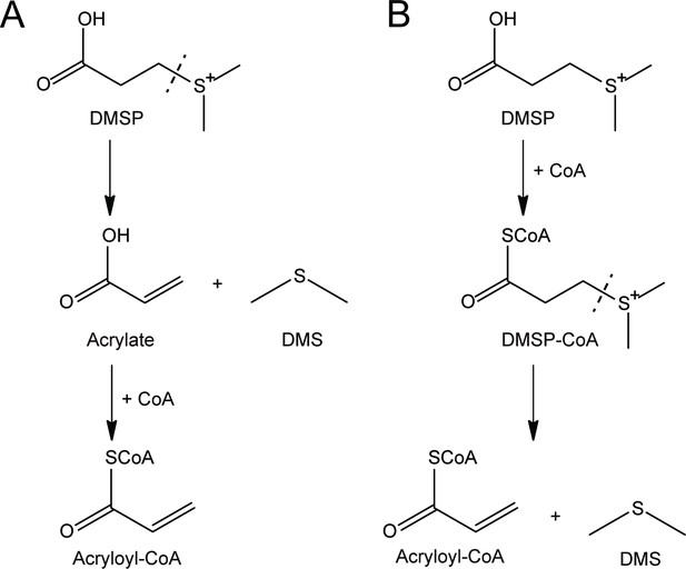 Figures and data in A novel ATP dependent dimethylsulfoniopropionate ...