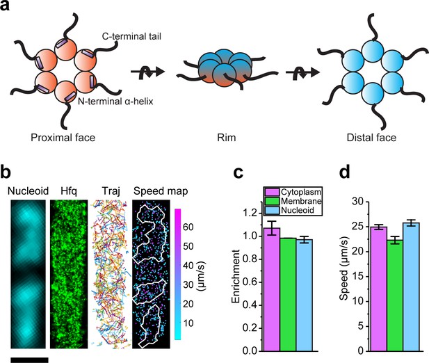 Dynamic Interactions Between The RNA Chaperone Hfq, Small Regulatory ...