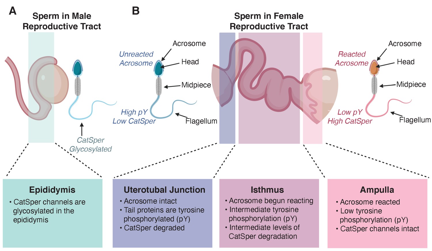 Figures and data in Sperm: The secrets of success eLife 