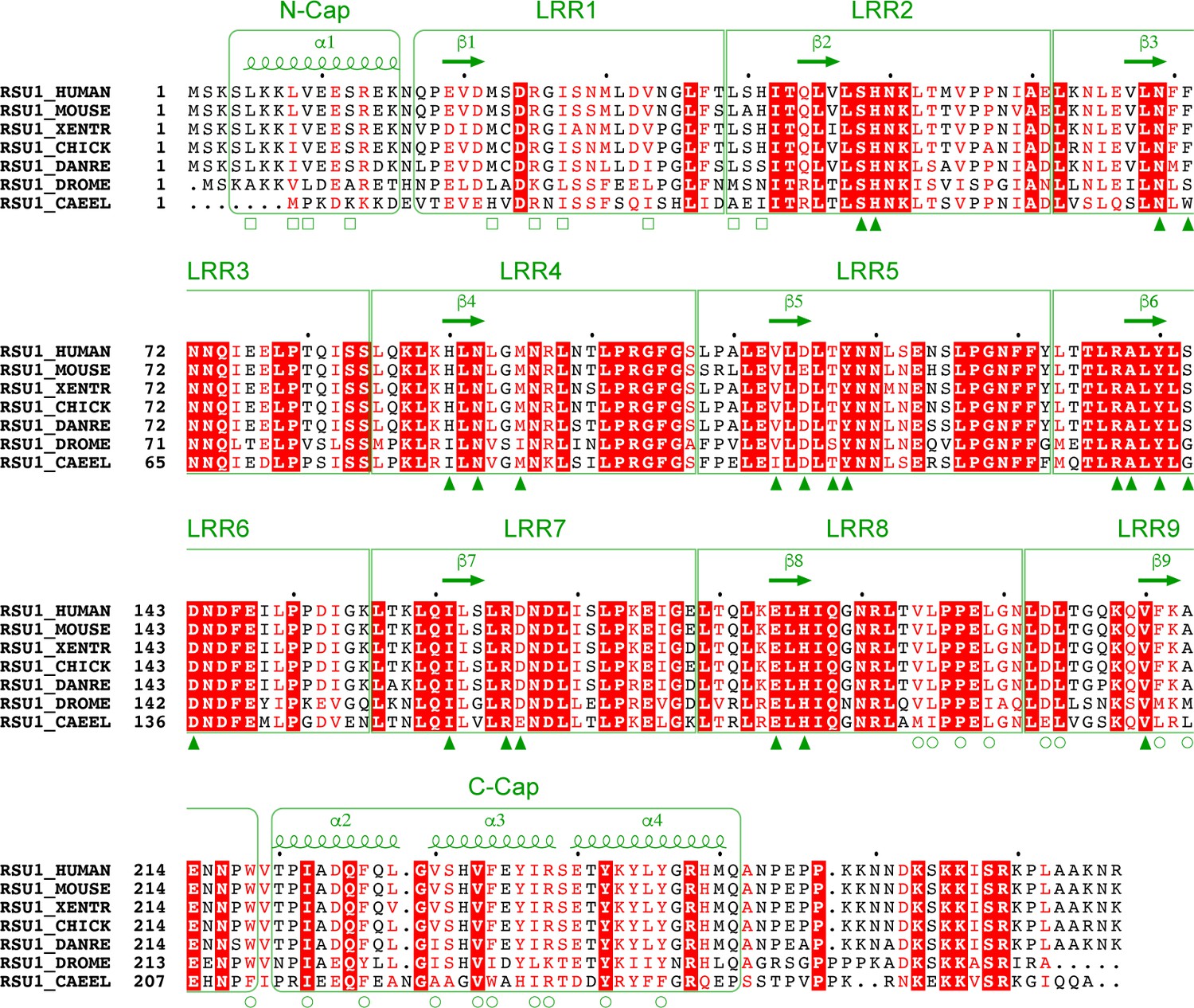 Complex Structures Of Rsu1 And Pinch1 Reveal A Regulatory Mechanism Of The Ilk Pinch Parvin Complex For F Actin Dynamics Elife