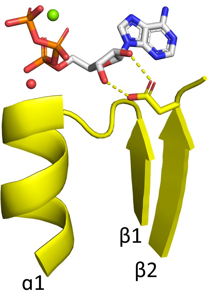 On The Emergence Of P Loop Ntpase And Rossmann Enzymes From A Beta Alpha Beta Ancestral Fragment Elife