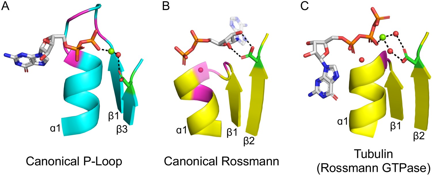 On The Emergence Of P Loop Ntpase And Rossmann Enzymes From A Beta Alpha Beta Ancestral Fragment Elife