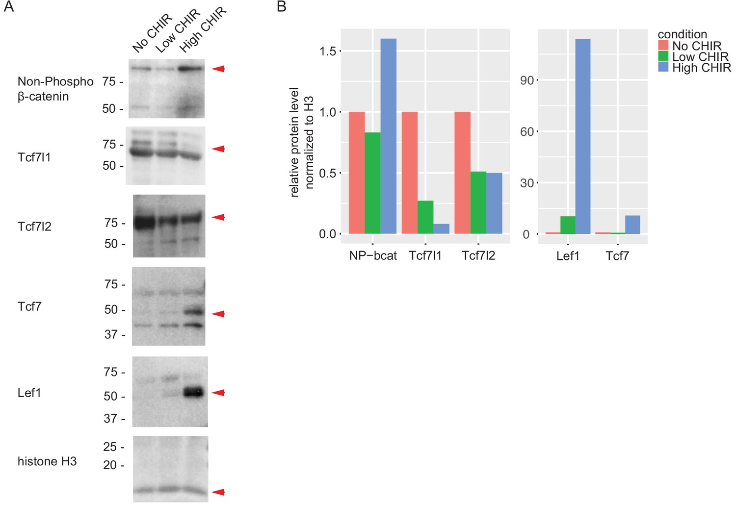 A B Catenin Driven Switch In Tcf Lef Transcription Factor Binding To Dna Target Sites Promotes Commitment Of Mammalian Nephron Progenitor Cells Elife