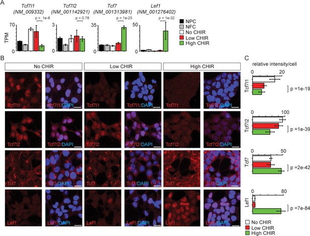 A B Catenin Driven Switch In Tcf Lef Transcription Factor Binding To Dna Target Sites Promotes Commitment Of Mammalian Nephron Progenitor Cells Elife